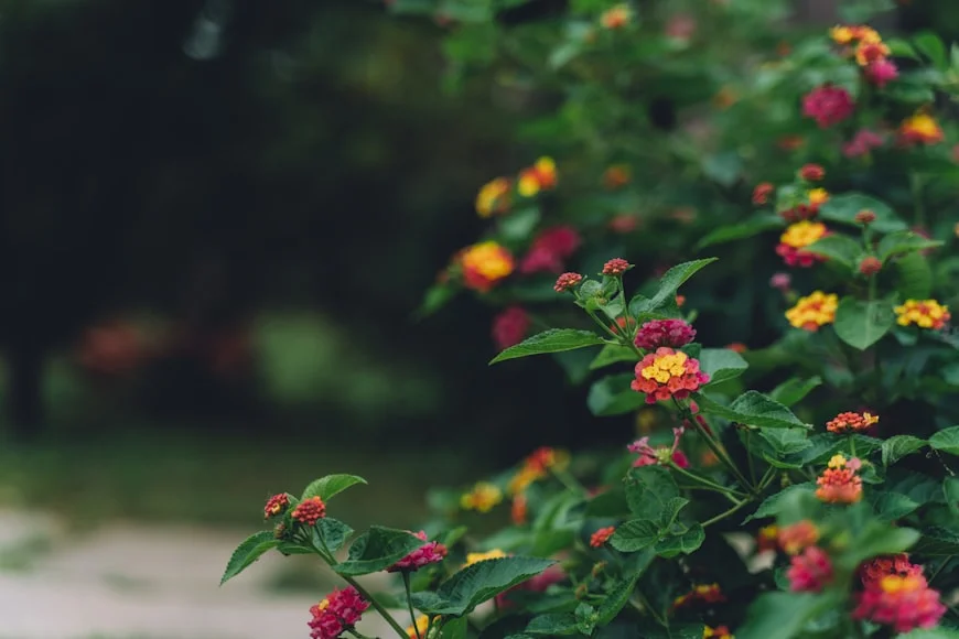 Fresh Flowers - Obinrin Farms