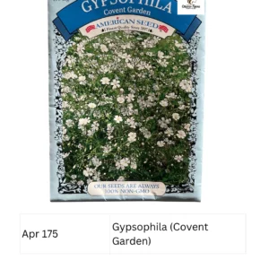 Gypsophila (Covent Garden)