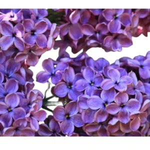 White Japanese lilac