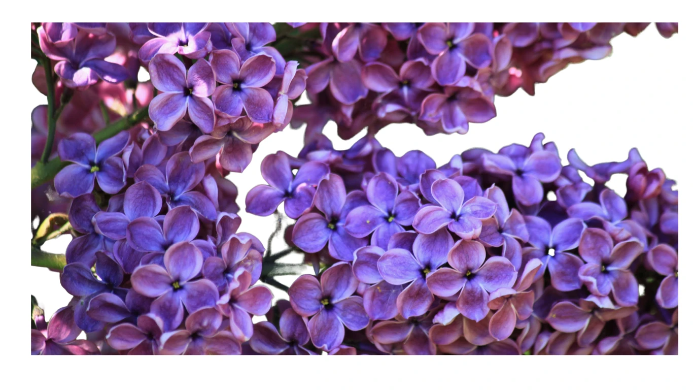 White Japanese lilac