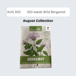 320 seeds Wild Bergamot