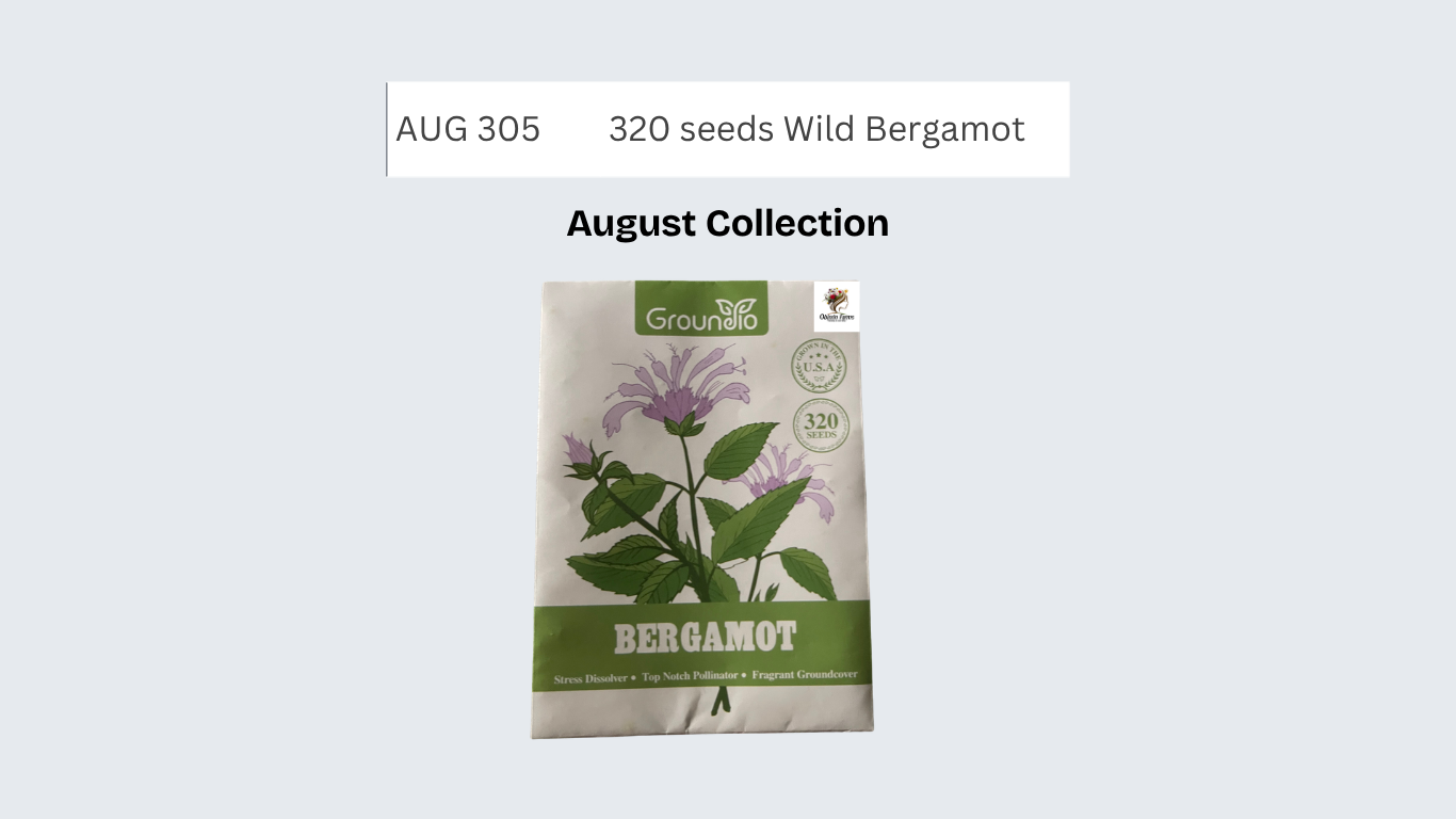 320 seeds Wild Bergamot