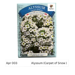 Alyssum (Carpet of Snow)