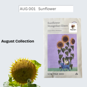 Sunflower Mongolian Giant