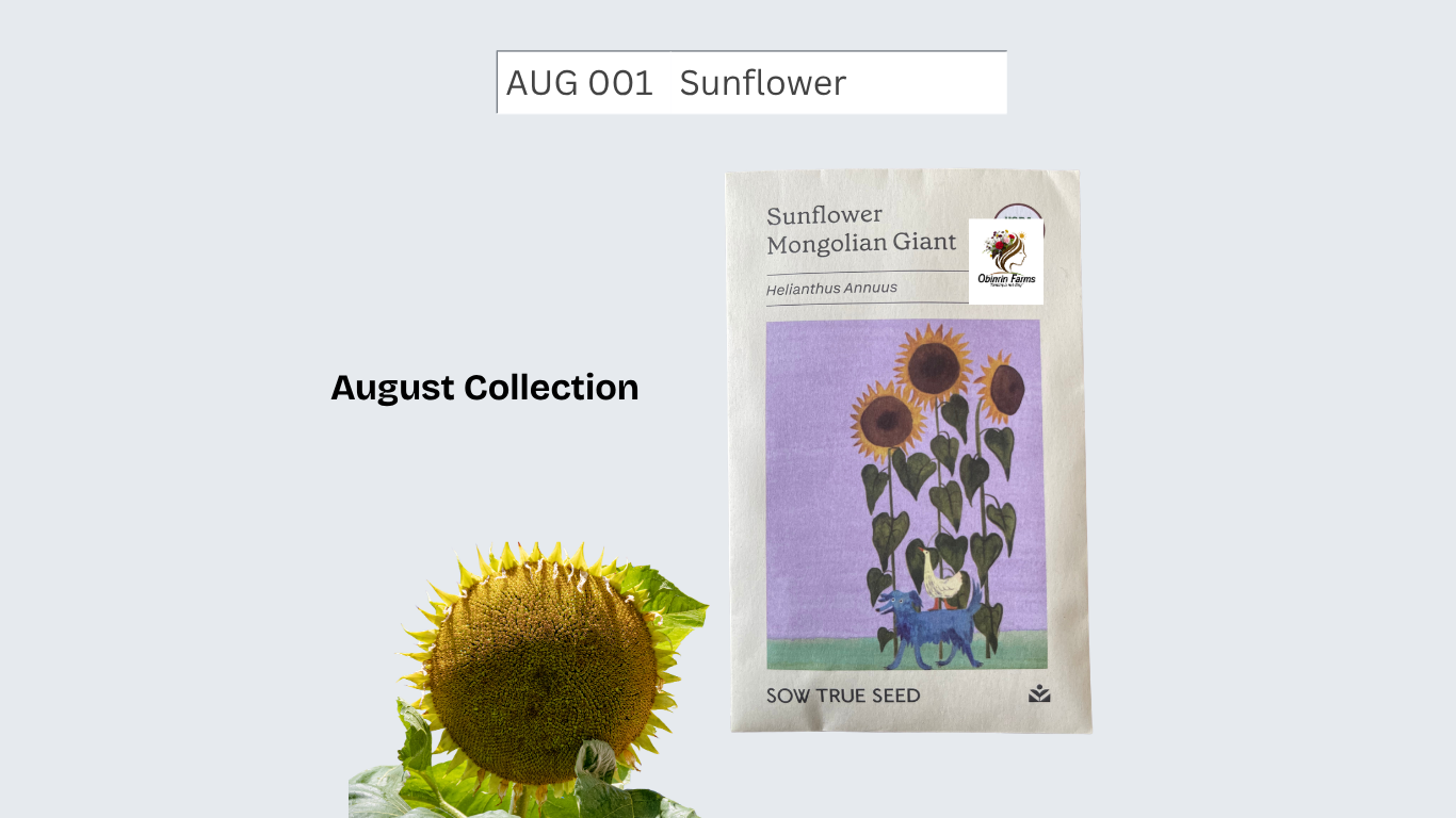Sunflower Mongolian Giant