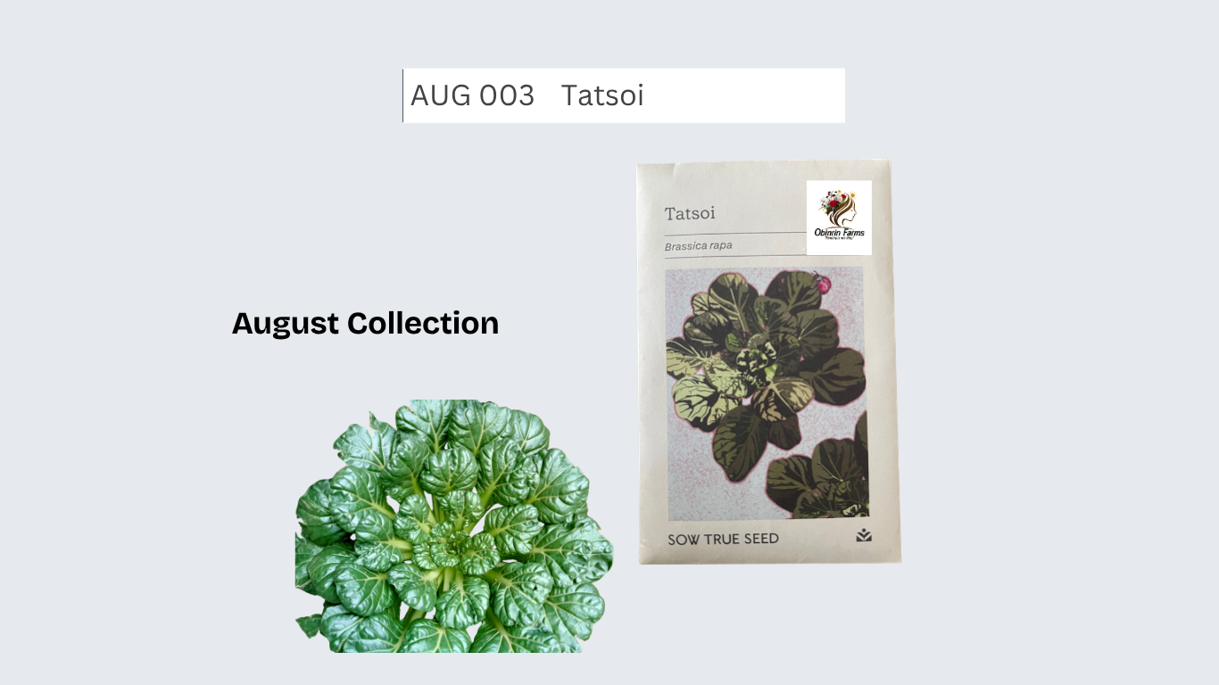 Tatsoi