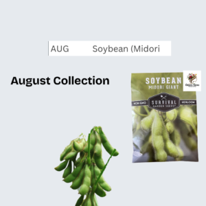 Soybean (Midori Giant)
