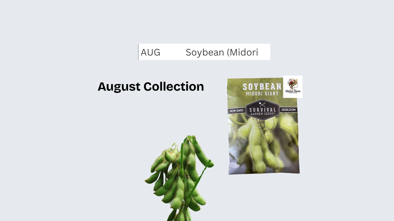 Soybean (Midori Giant)