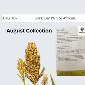Sorghum (White African)