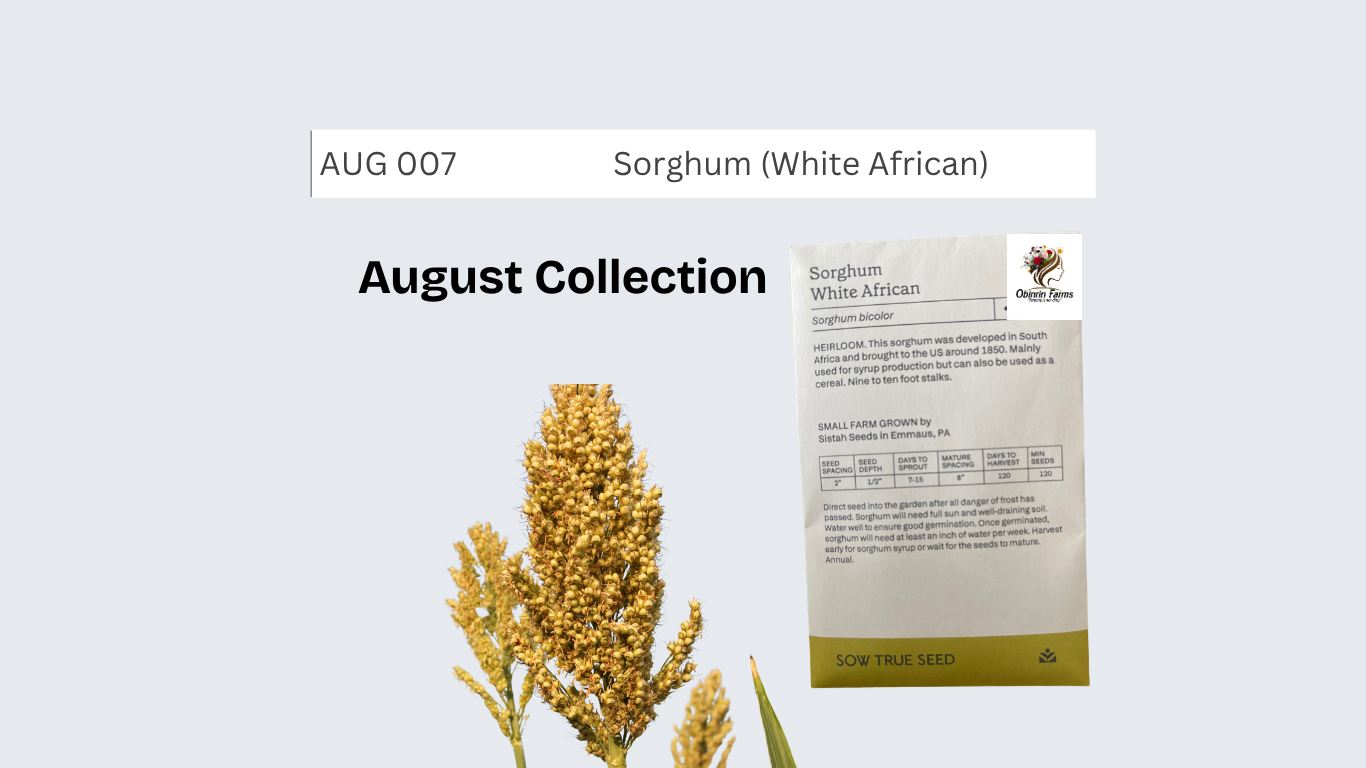 Sorghum (White African)