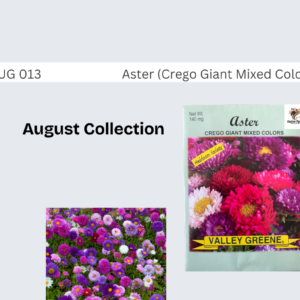 Aster (Crego Giant Mixed Colors)