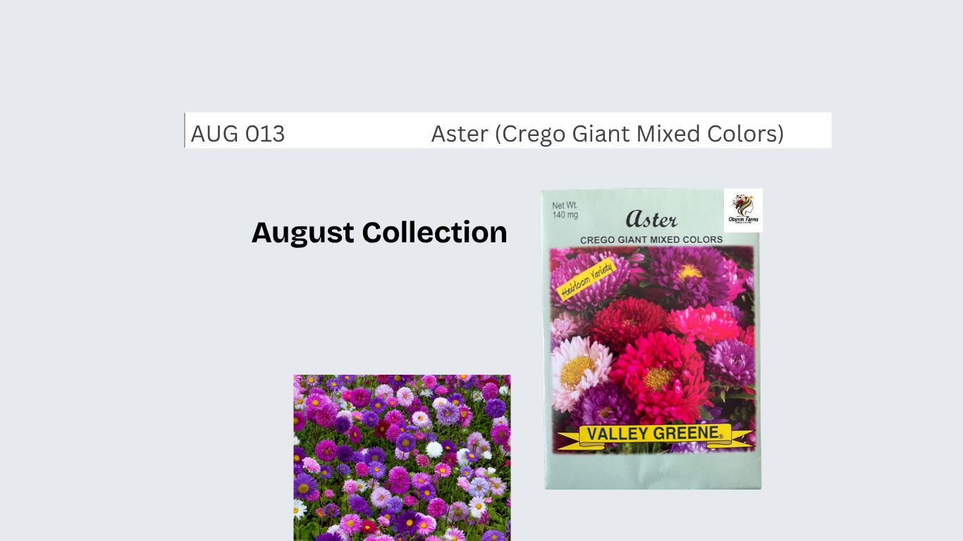 Aster (Crego Giant Mixed Colors)