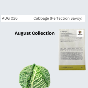 Cabbage (Perfection Savoy)