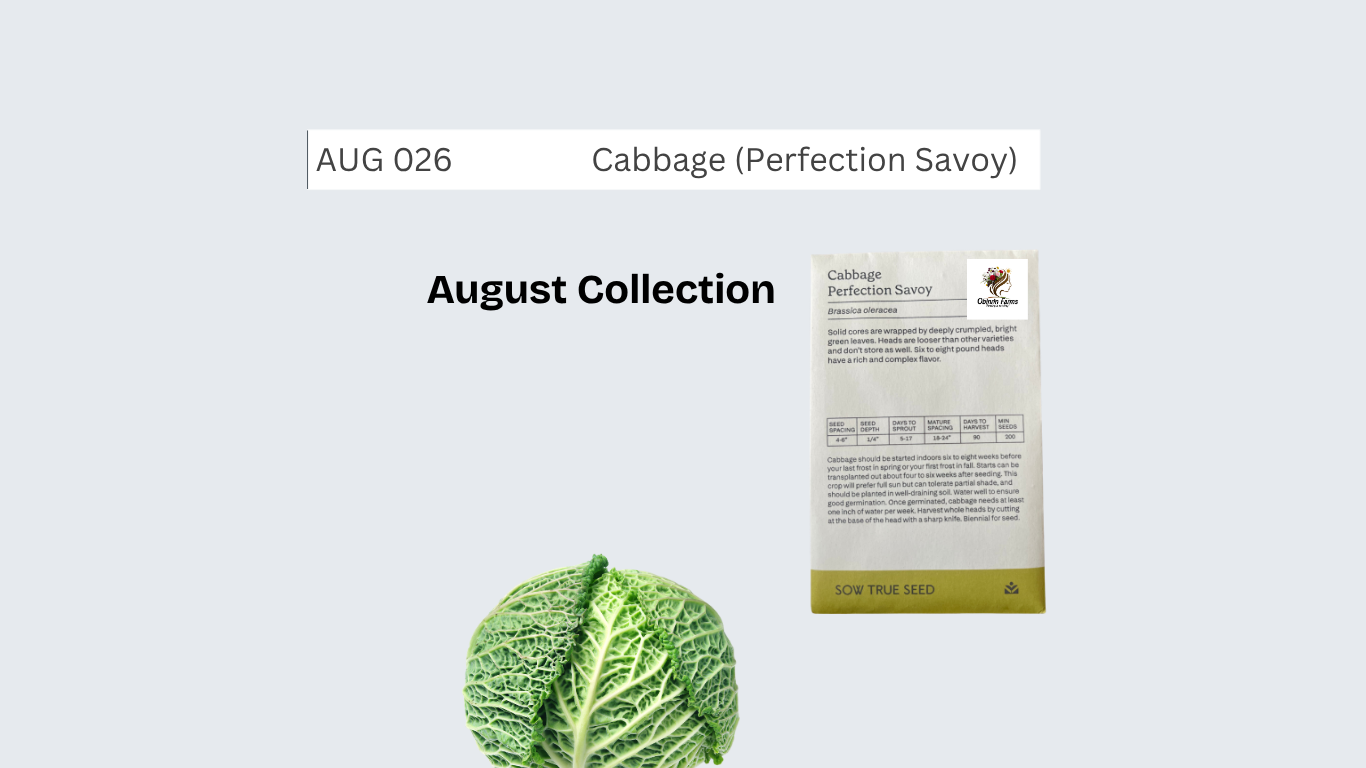 Cabbage (Perfection Savoy)