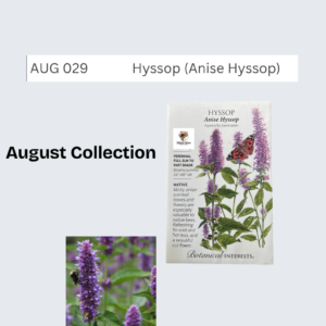 Hyssop (Anise Hyssop)