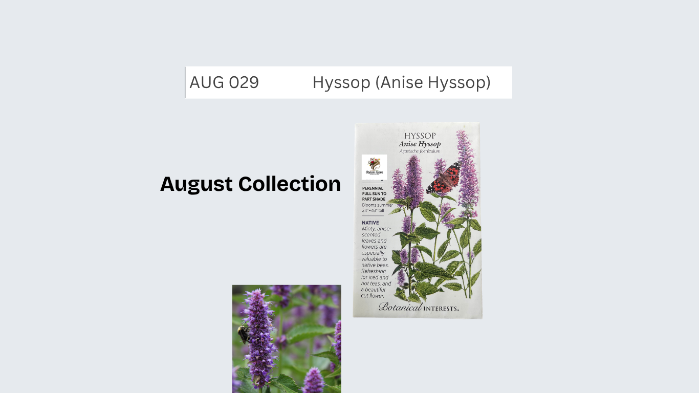 Hyssop (Anise Hyssop)