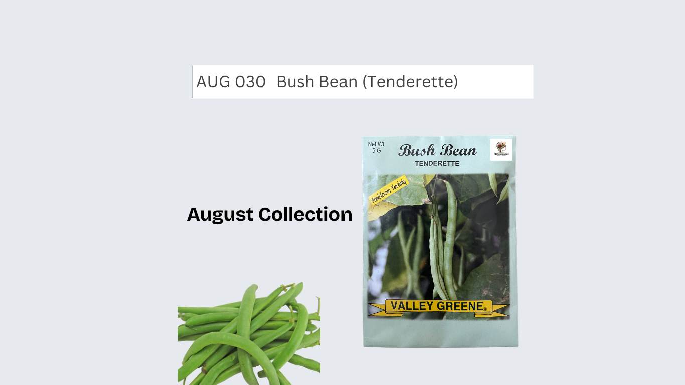 Bush Bean (Tenderette)