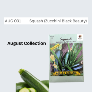 Squash (Zucchini Black Beauty)