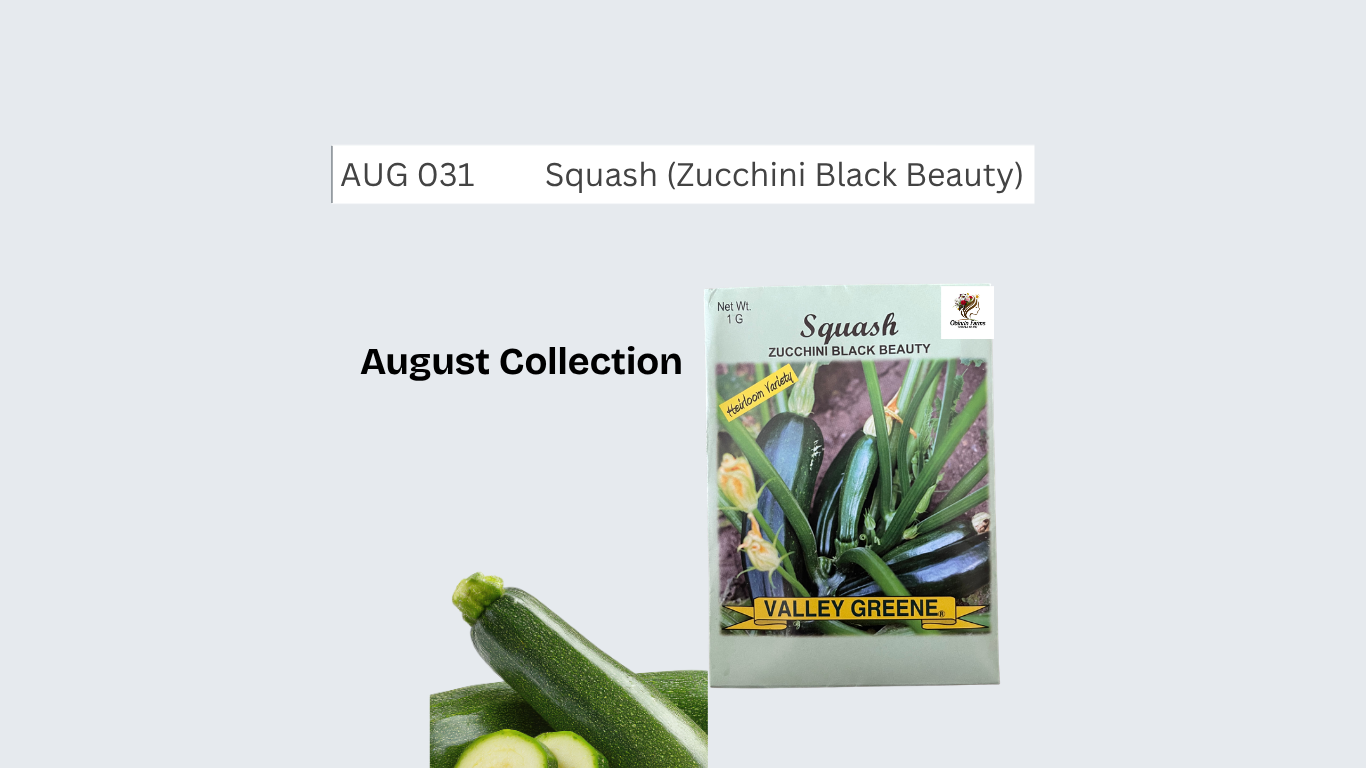 Squash (Zucchini Black Beauty)