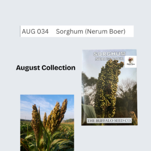 Sorghum (Nerum Boer)