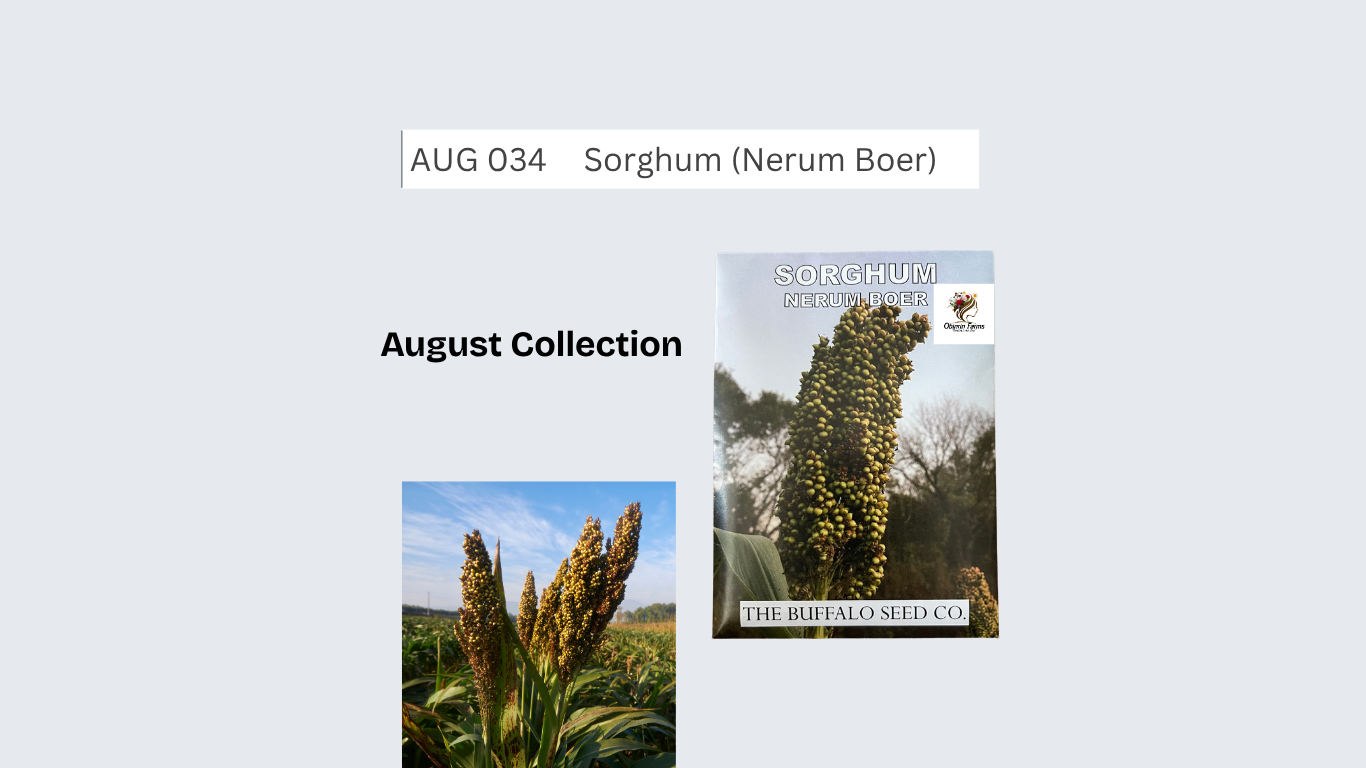Sorghum (Nerum Boer)
