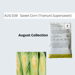 Sweet Corn (Tramunt Supersweet)