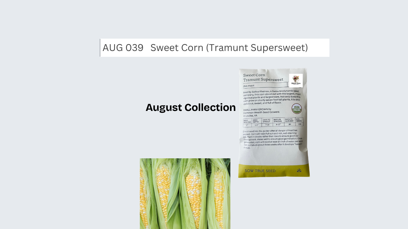 Sweet Corn (Tramunt Supersweet)