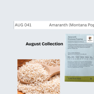 Amaranth (Montana Popping)
