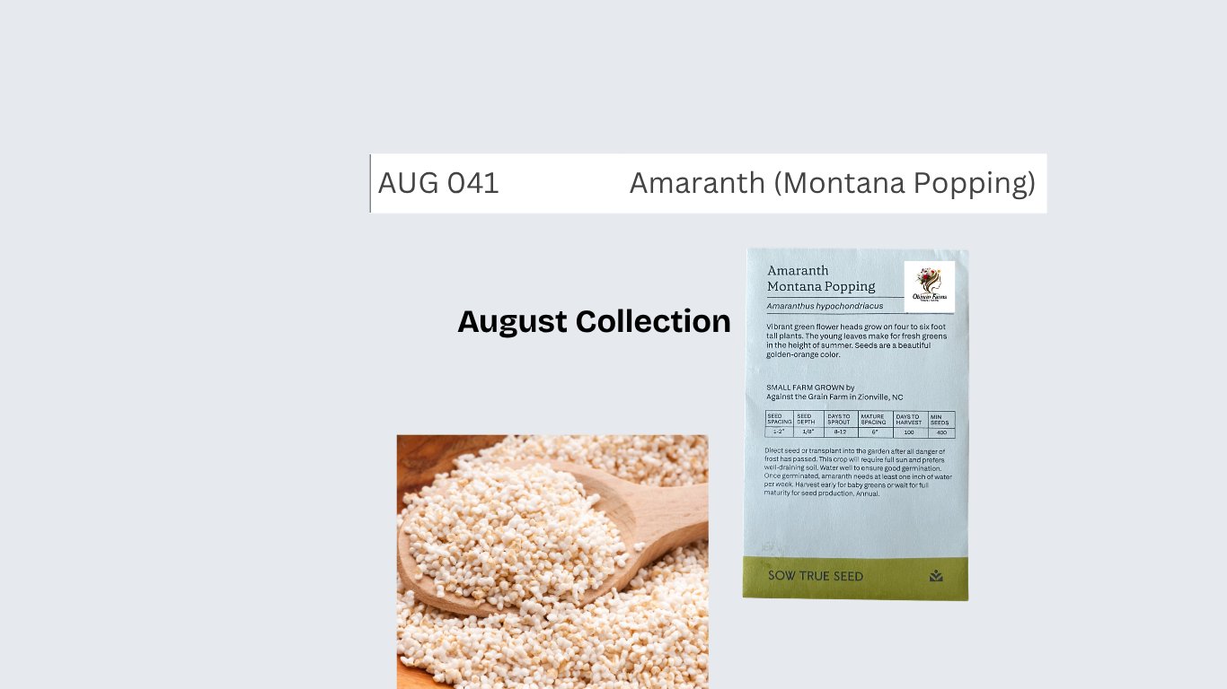 Amaranth (Montana Popping)