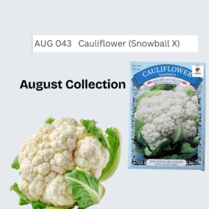 Cauliflower (Snowball X)