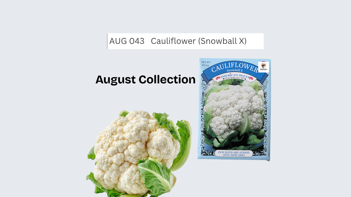 Cauliflower (Snowball X)