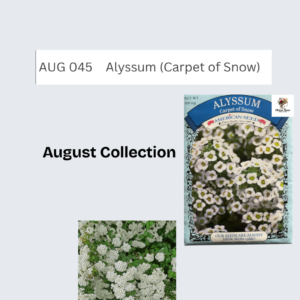 Alyssum (Snow of Carpet)