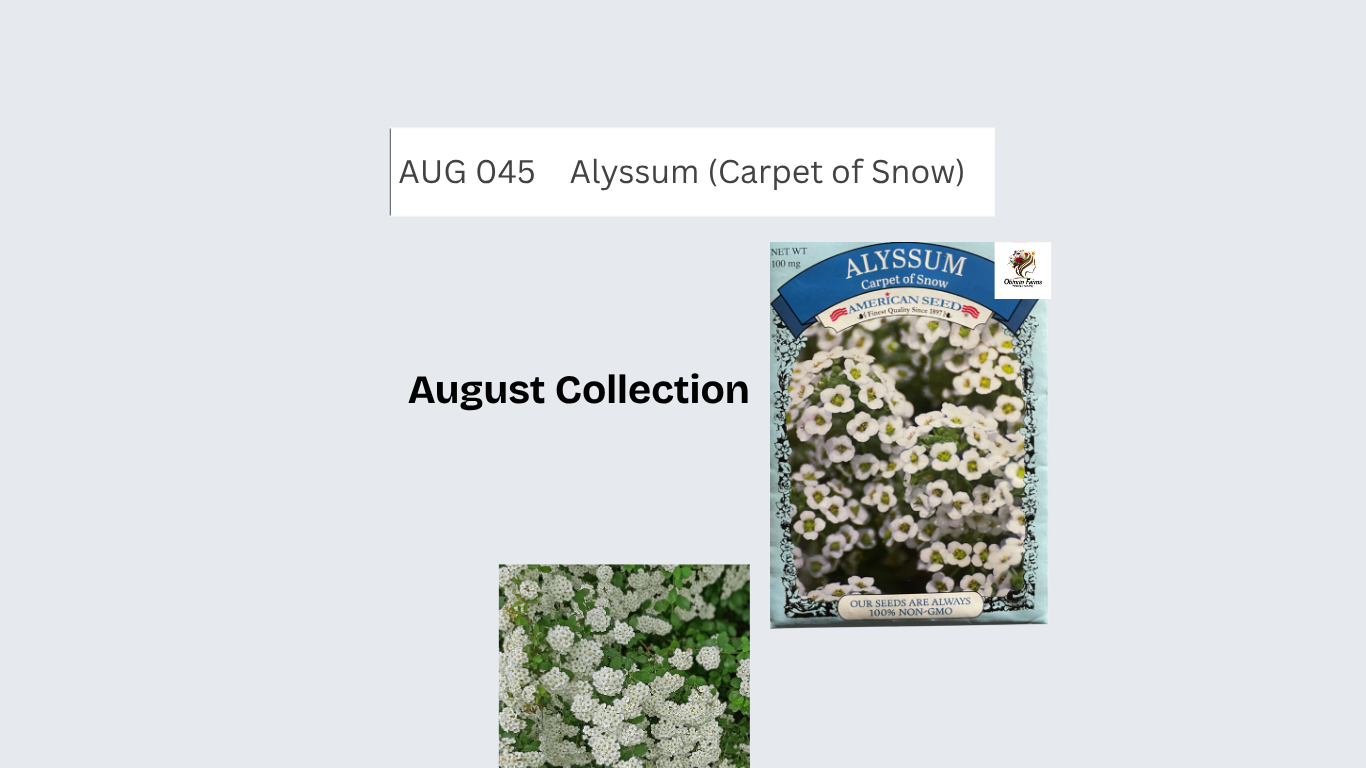 Alyssum (Snow of Carpet)