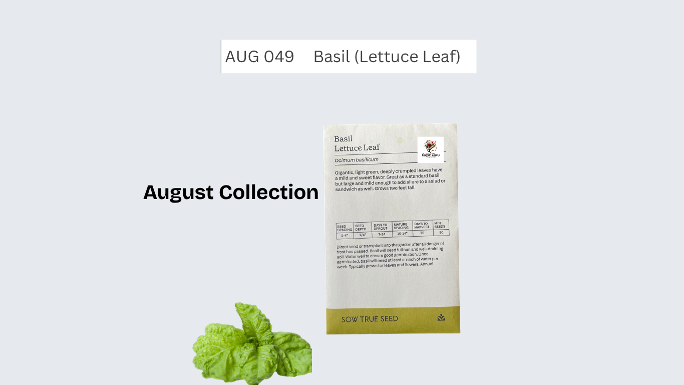 Basil (Lettuce Leaf)