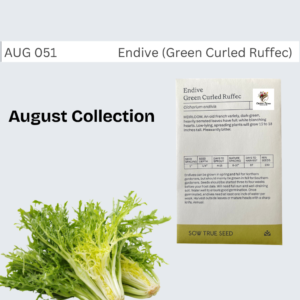 Endive (Green Curled Ruffec)