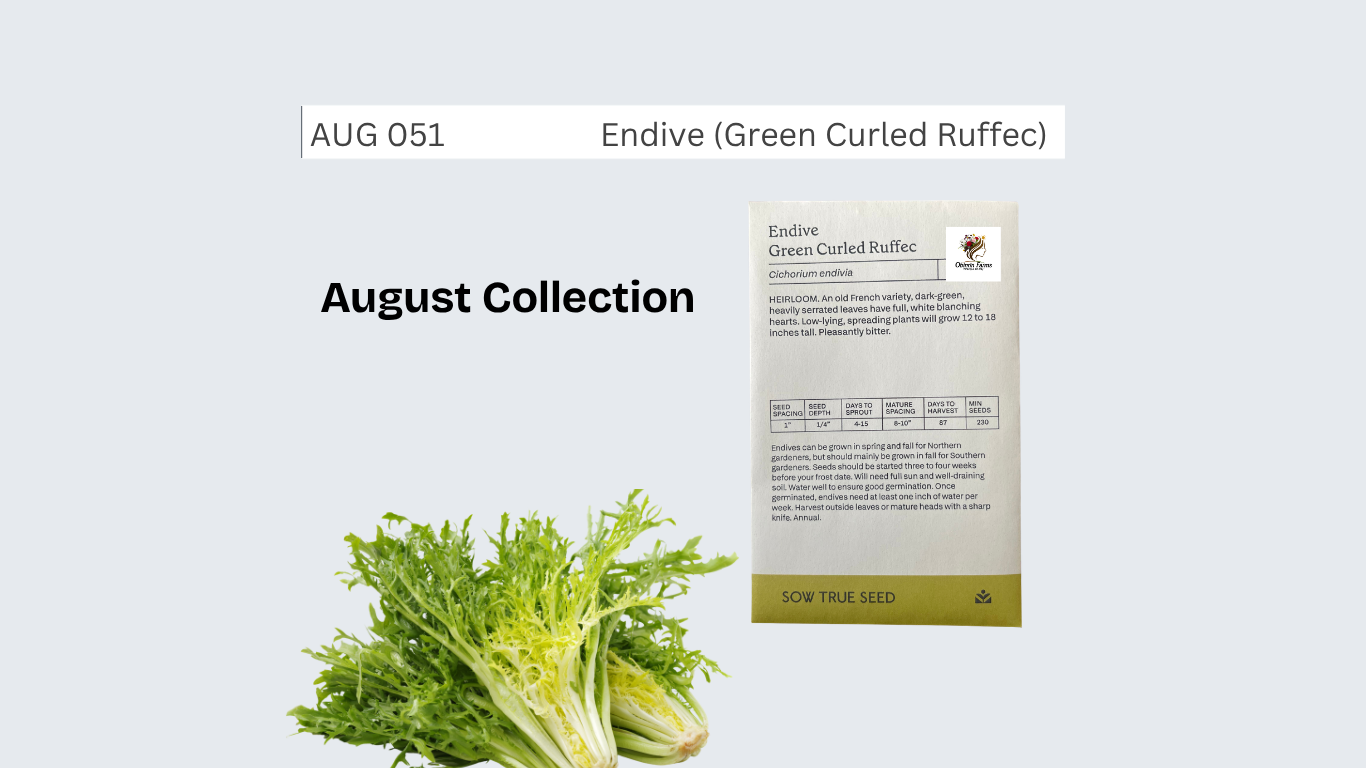Endive (Green Curled Ruffec)