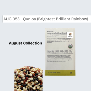 Quinoa (Brightest Brilliant Rainbow)