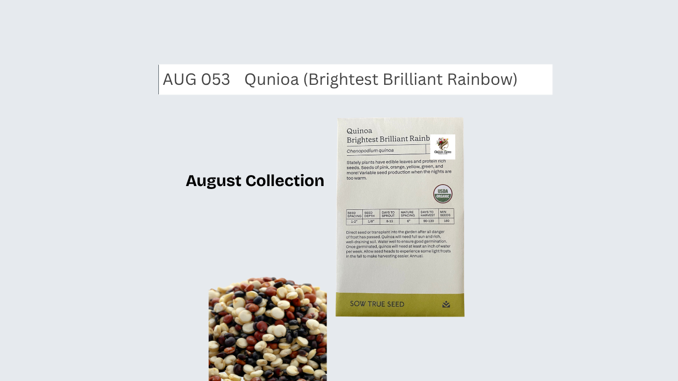 Quinoa (Brightest Brilliant Rainbow)