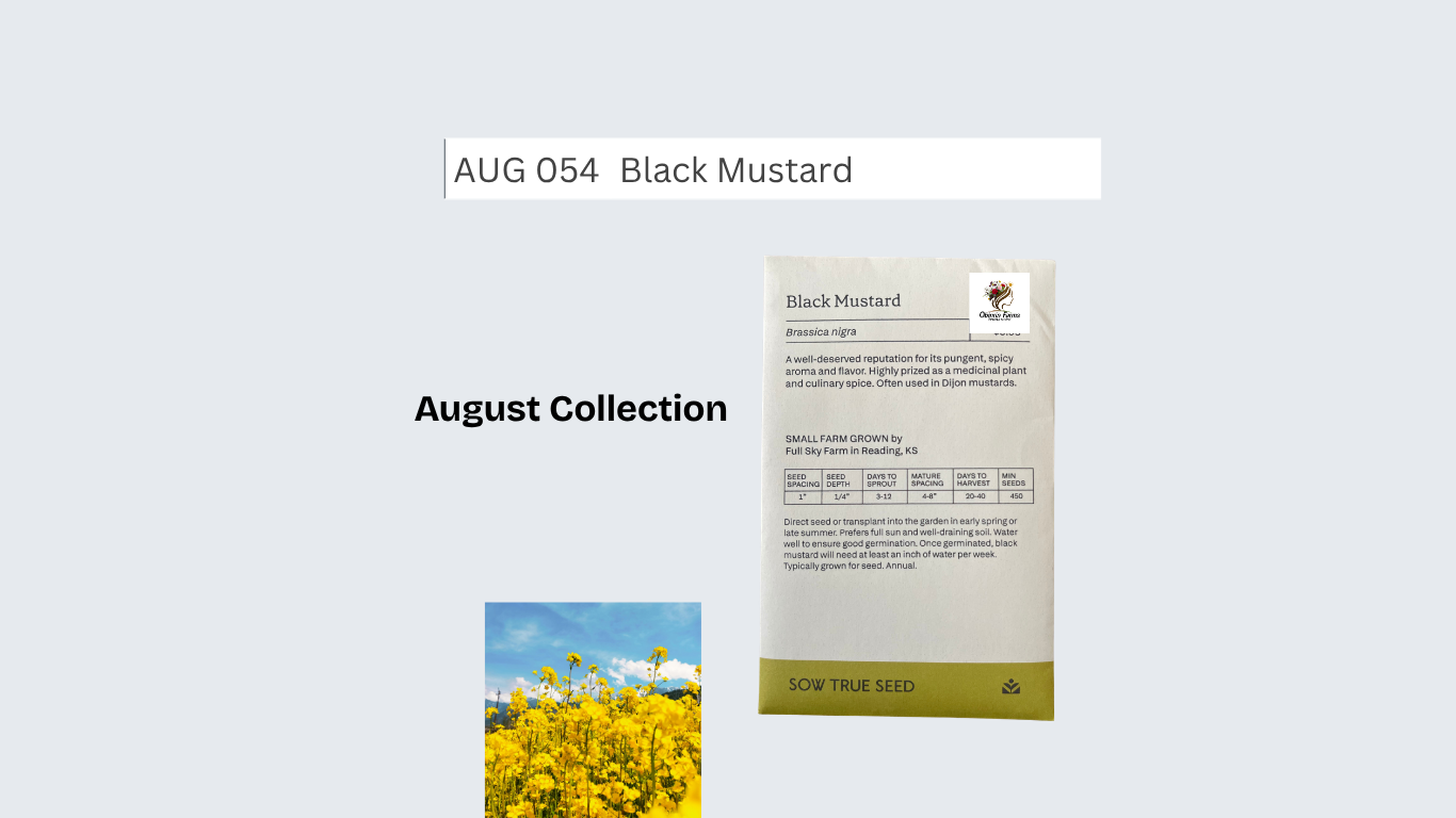 Black Mustard