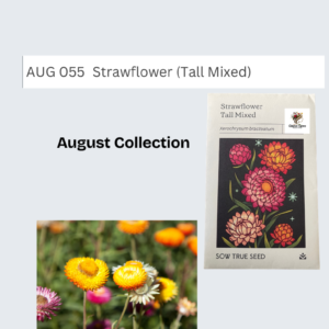 Strawflower (Tall Mixed)