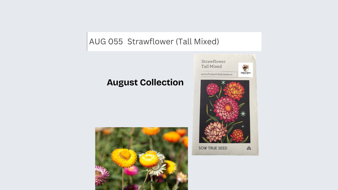 Strawflower (Tall Mixed)