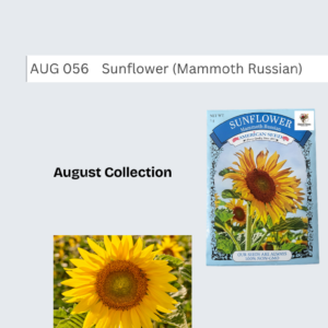 Sunflower (Mammoth Russian)