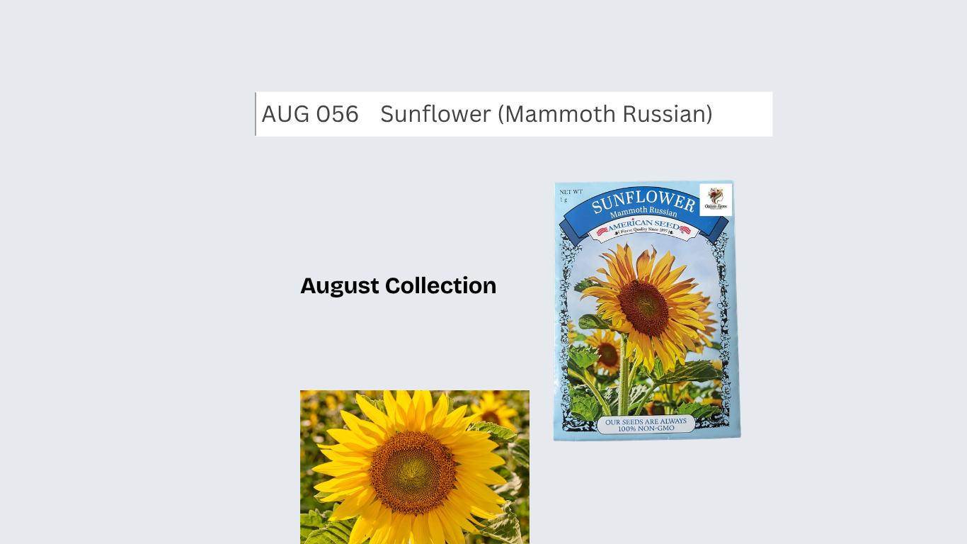 Sunflower (Mammoth Russian)