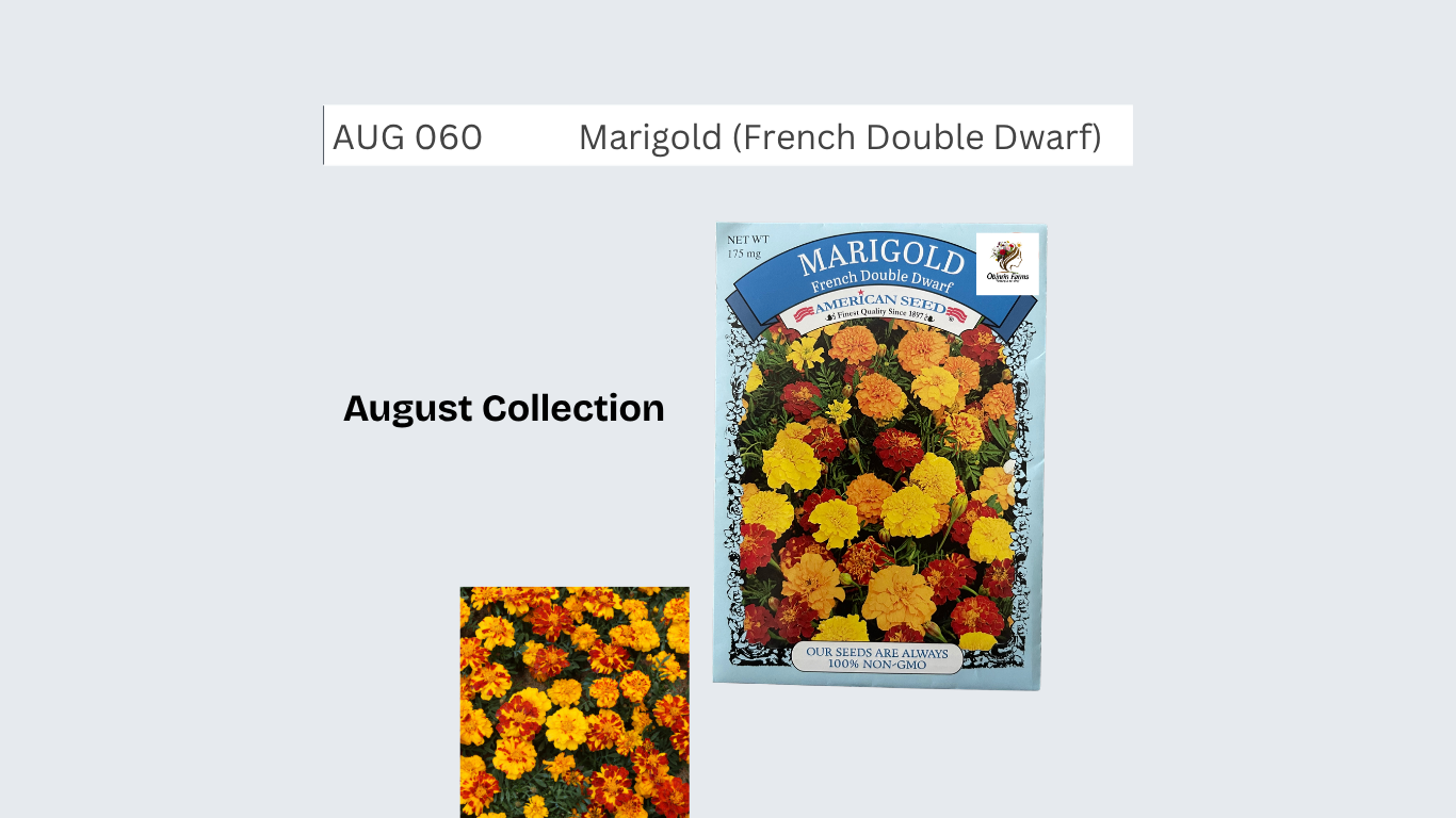 Marigold Seeds (French Double Dwarf)