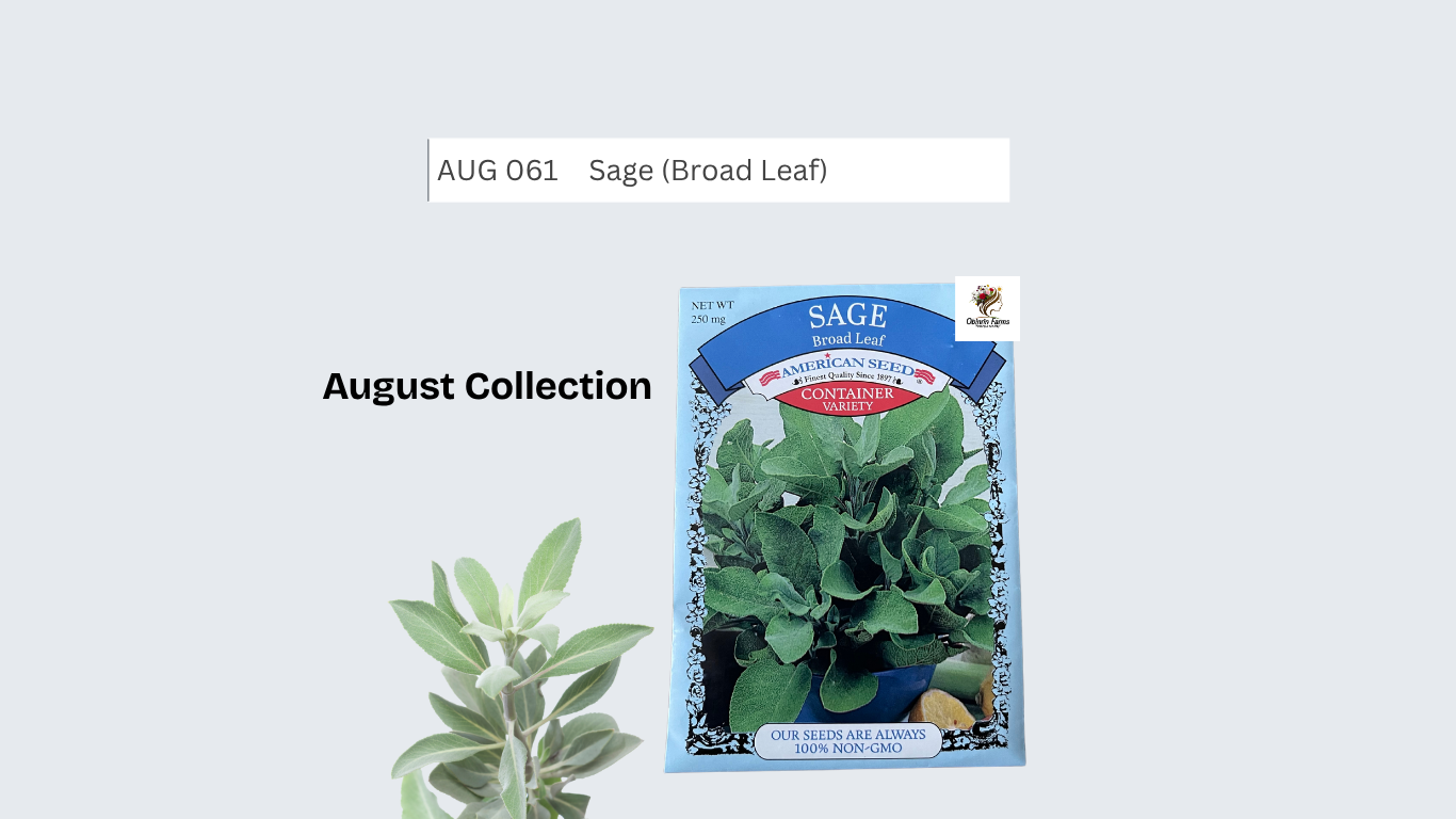 Broadleaf Sage