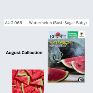 Watermelon (Bush Sugar Baby)