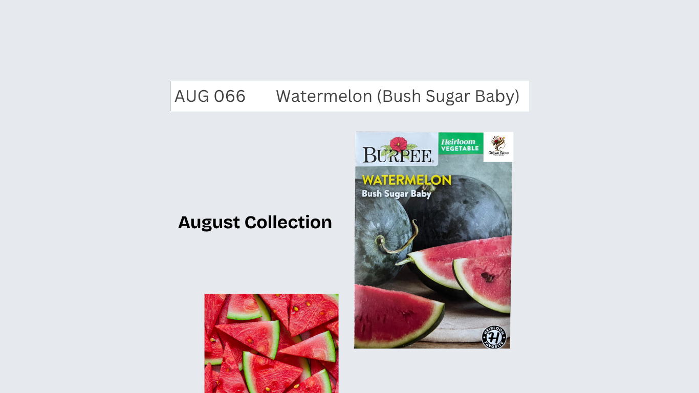 Watermelon (Bush Sugar Baby)