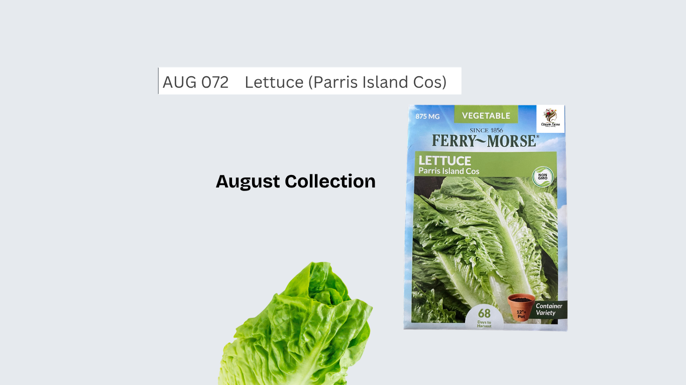 Lettuce (PIC)