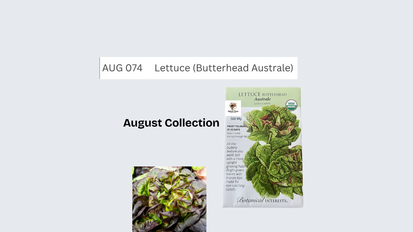 Lettuce (Butterhead Australe)