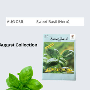 Sweet Basil (Herb)